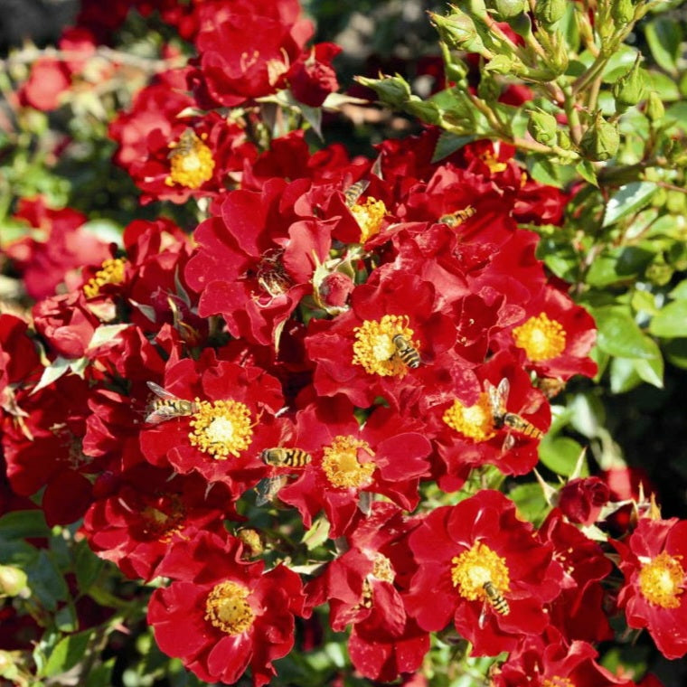 Bienenweide Rot