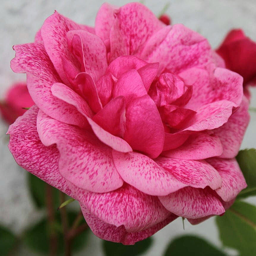 Morden Ruby