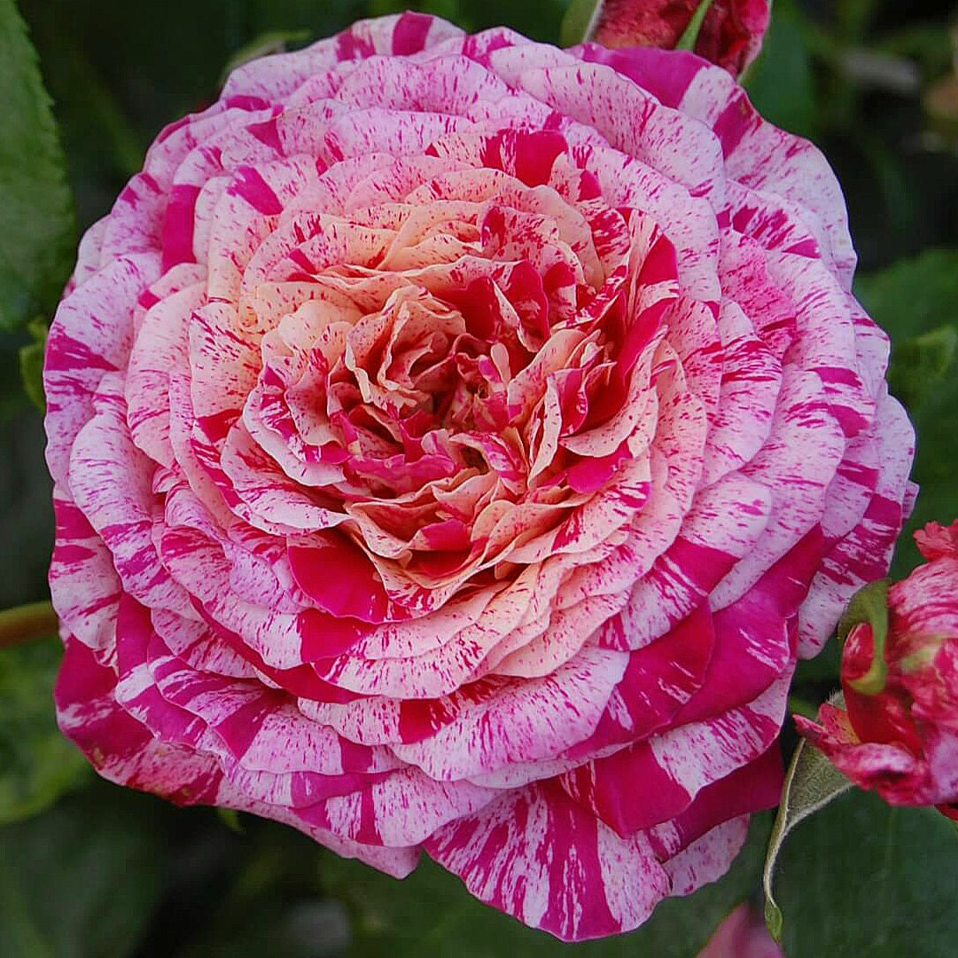 abracadabra rose seeds Abracadabra 2014 – SIA Jūrmalas rozes