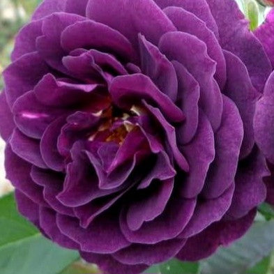 Ebb Tide/Purple Eden