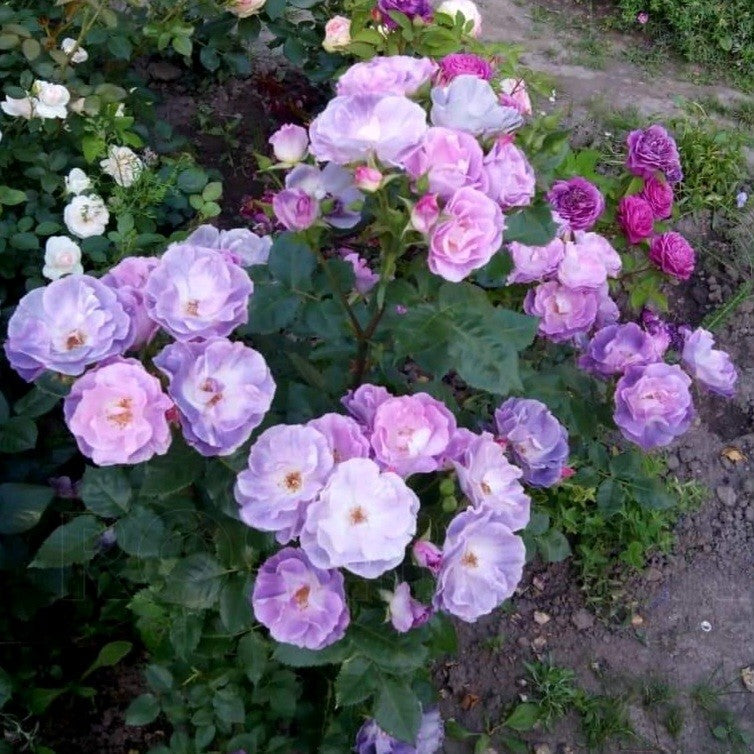 Blue for You/Pacific Dream