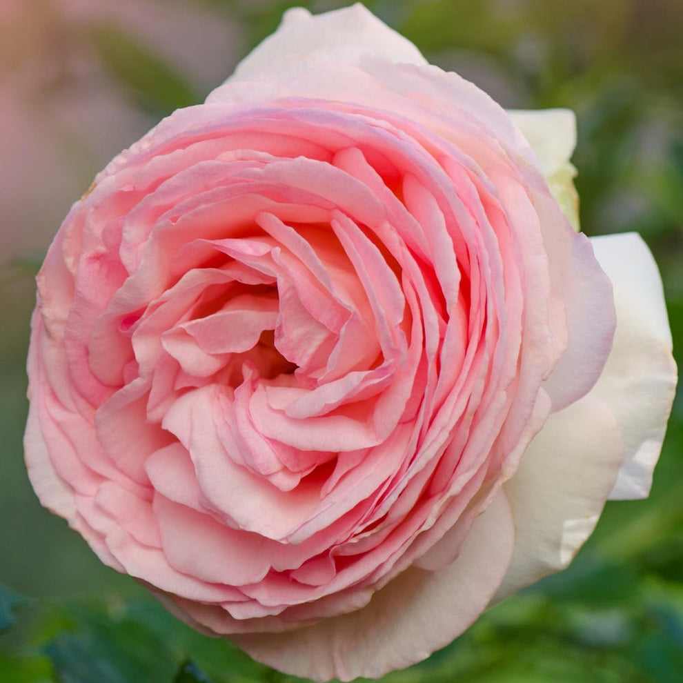Pierre de Ronsard/Eden Rose'85