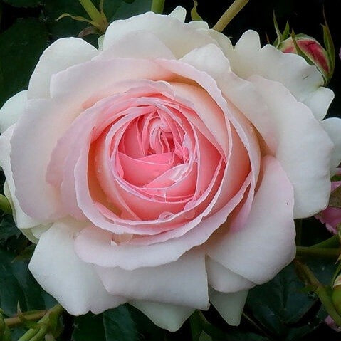 Pierre de Ronsard/Eden Rose'85