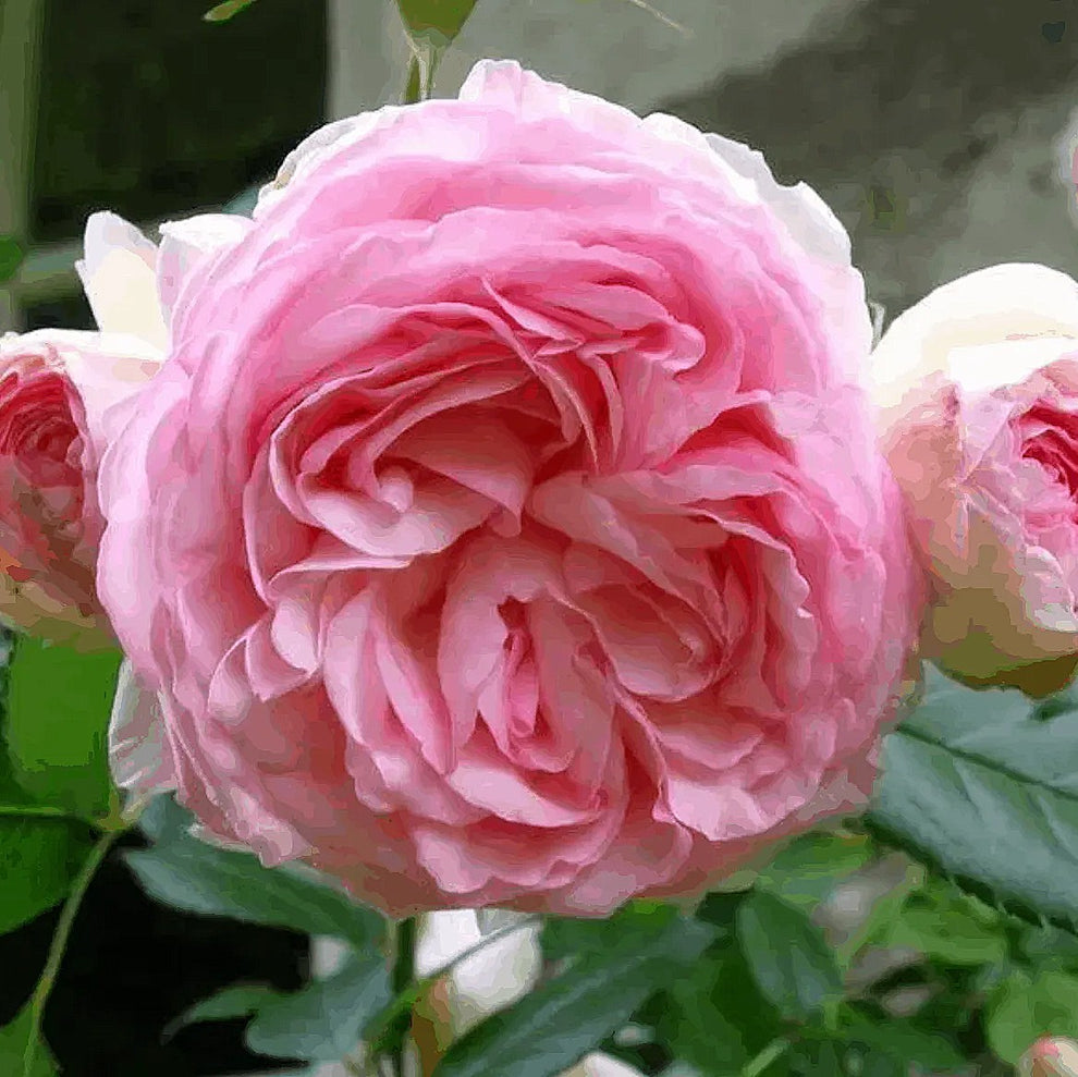 Pierre de Ronsard/Eden Rose'85