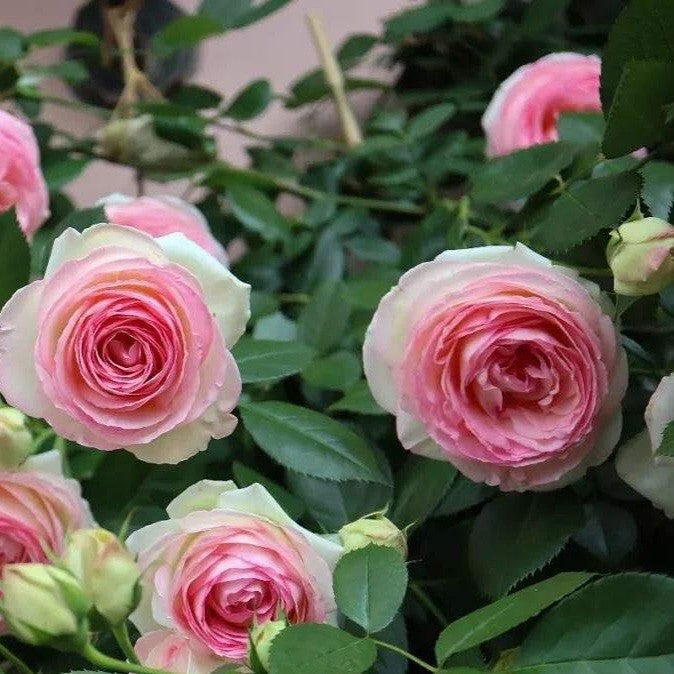 Pierre de Ronsard/Eden Rose'85