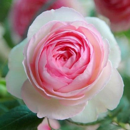 Pierre de Ronsard/Eden Rose'85