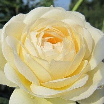 Uetersener Klosterrose