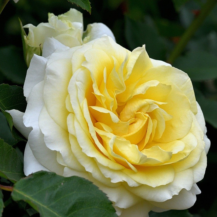 Kronprinsesse Mary
