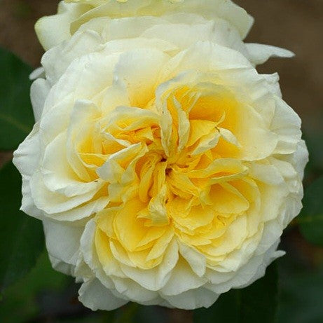 Kronprinsesse Mary