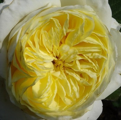 Kronprinsesse Mary