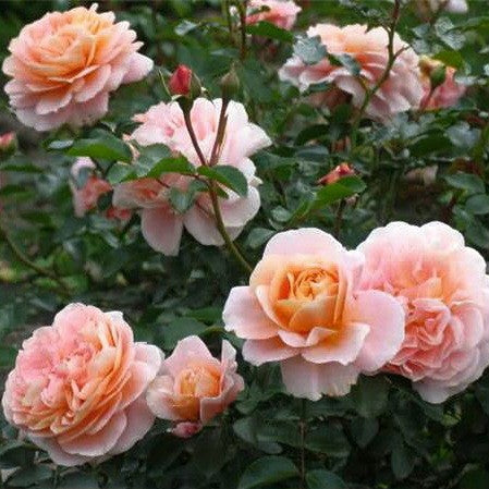 Sangerhauser Jubilaumsrose