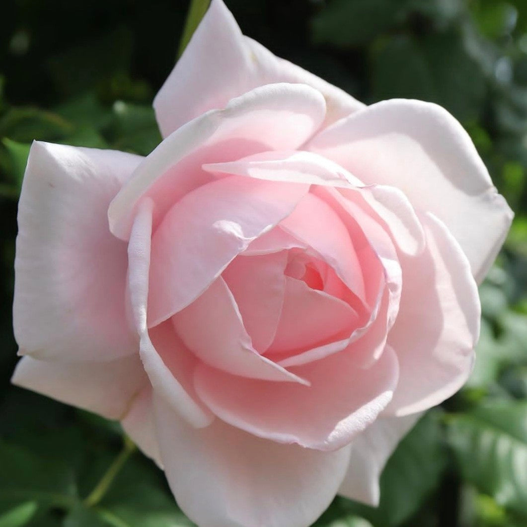 New Dawn/Everblooming Dr. W. Van Fleet