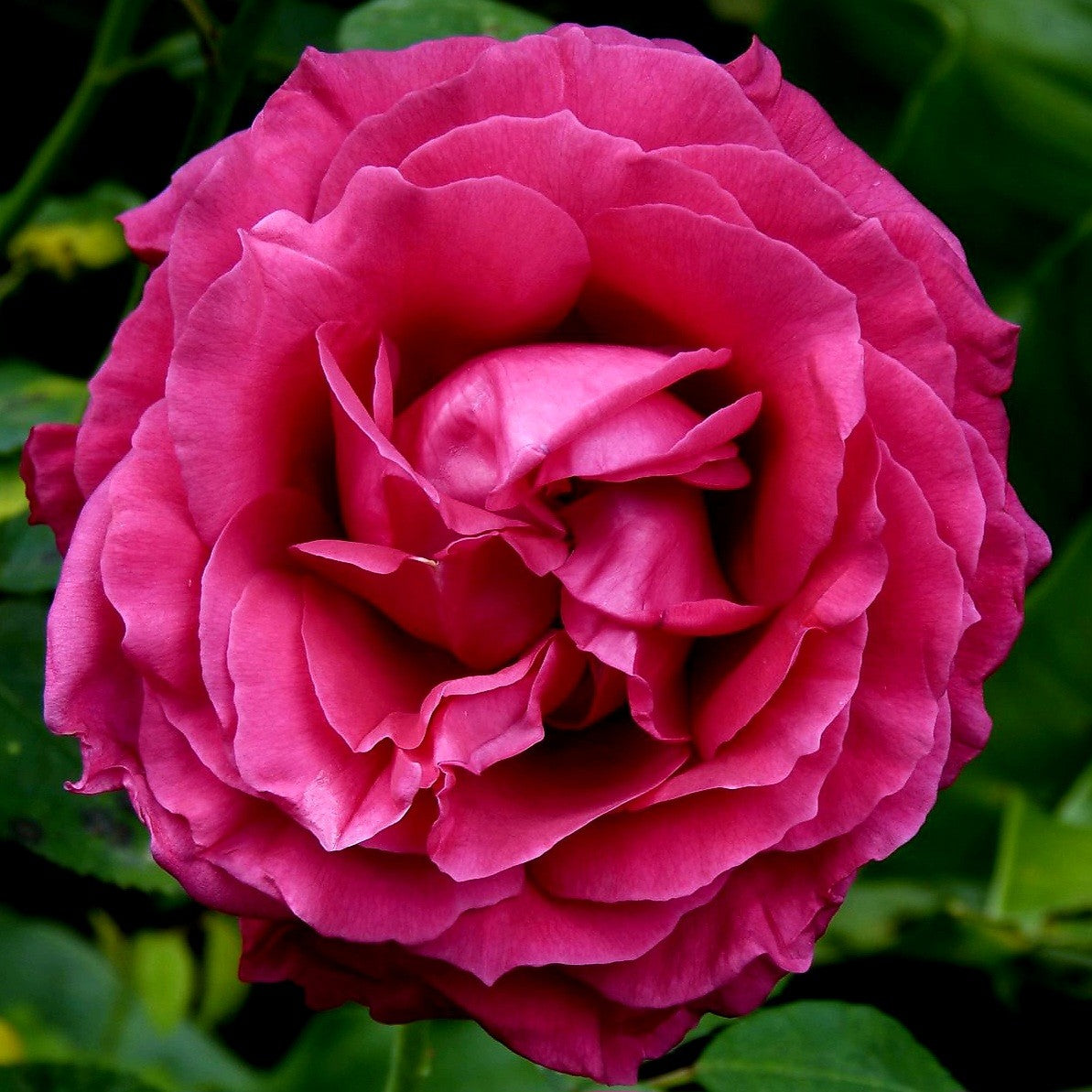 Rosier Rose Lalande de Pomerol/Harald Wohlfahrt