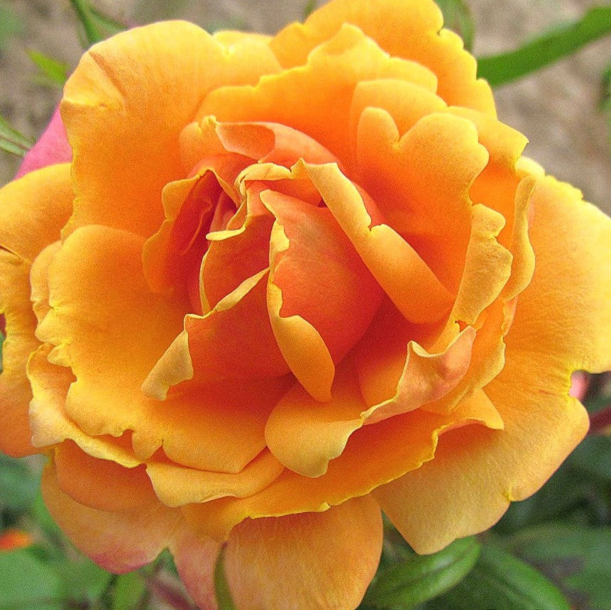 Orange Blossom Special