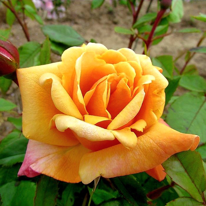 Orange Blossom Special