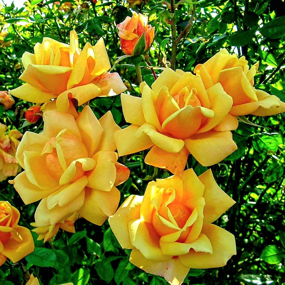 Orange Blossom Special