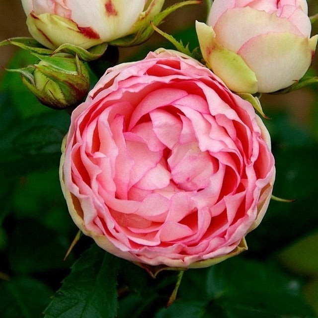 Lovely Rokoko