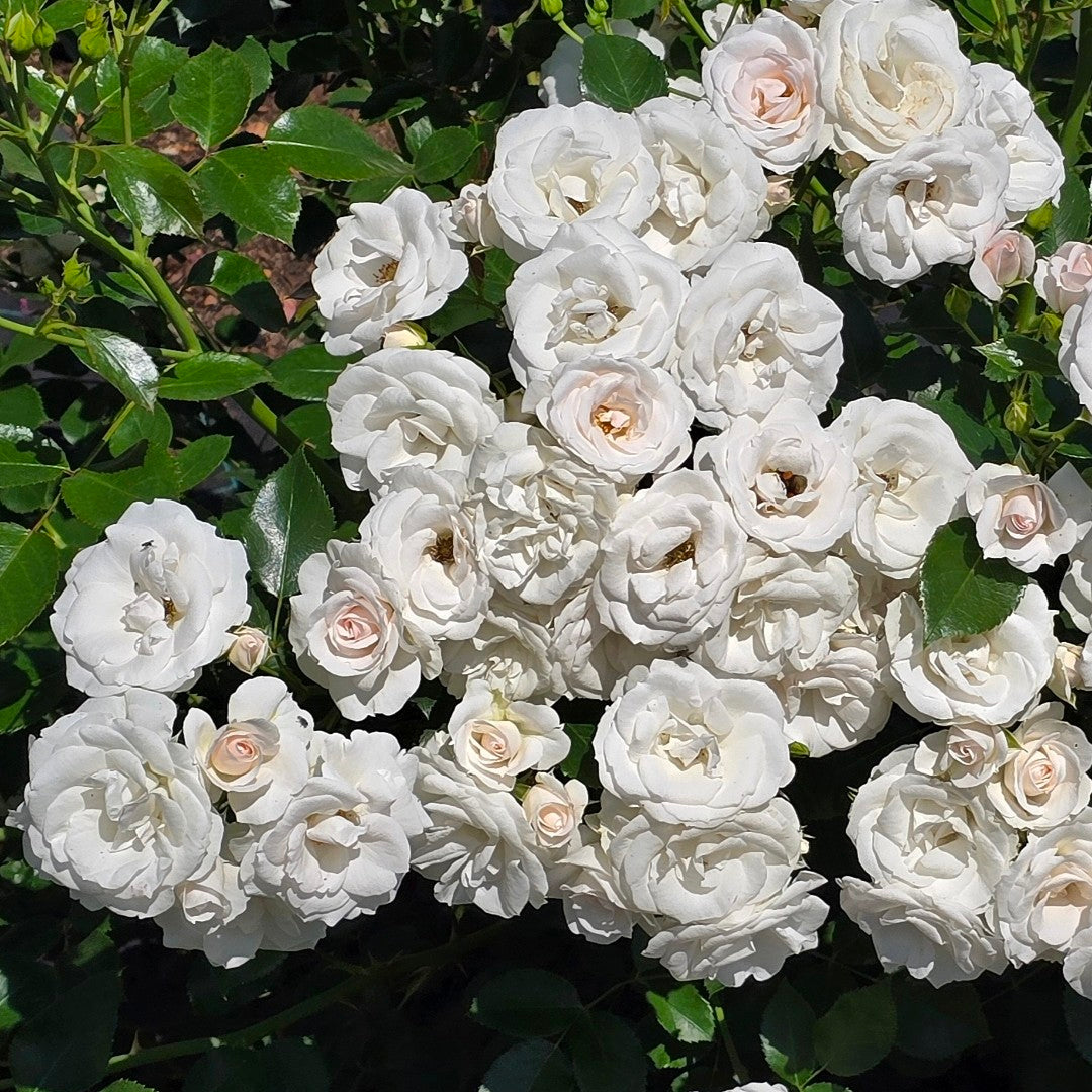 Aspirin Rose
