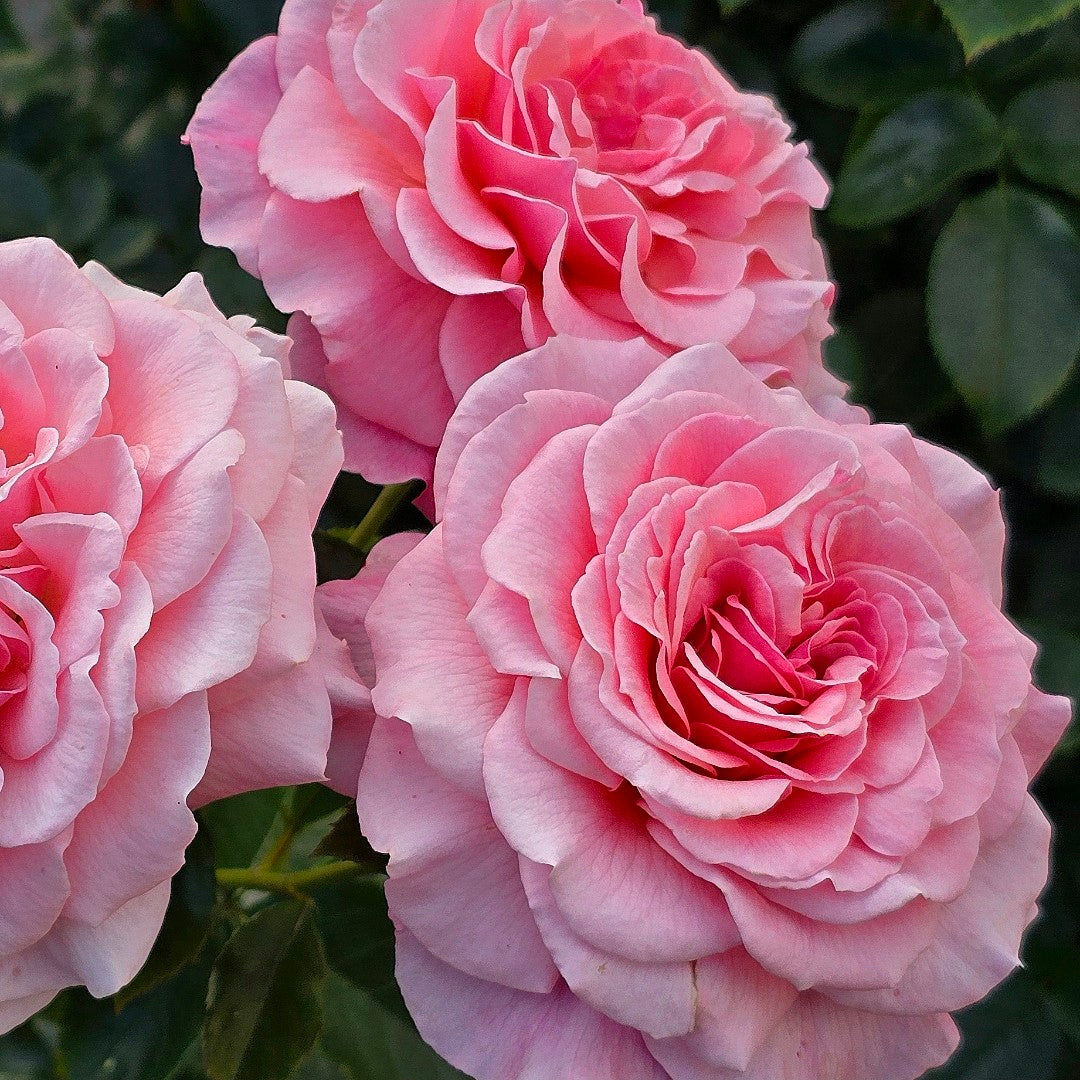 Tickled Pink