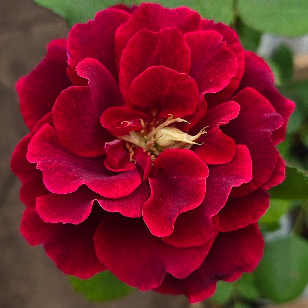 Velvet Fragrance