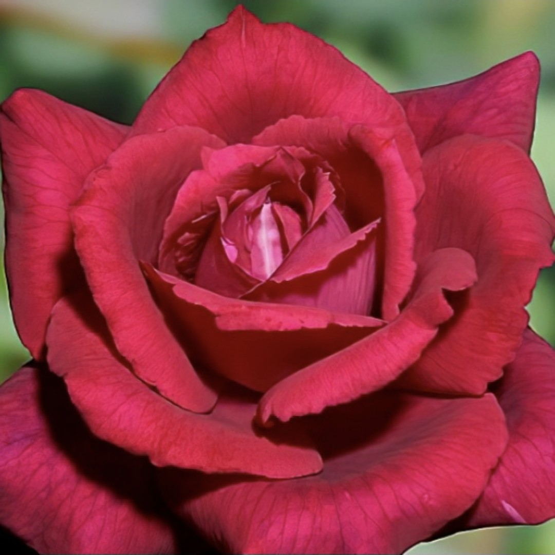 Countess Diana