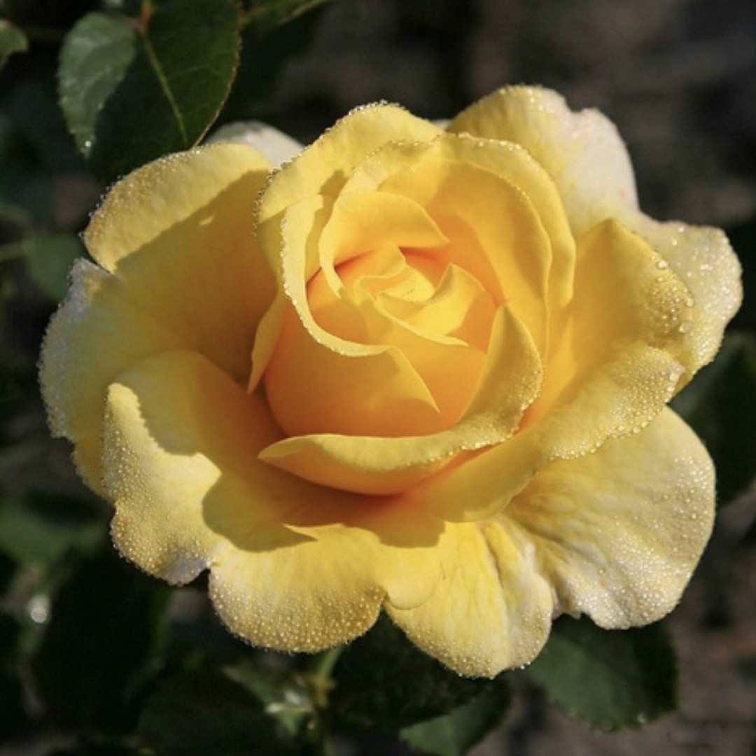 Sunmaid