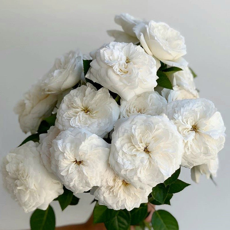Blanche de Castille