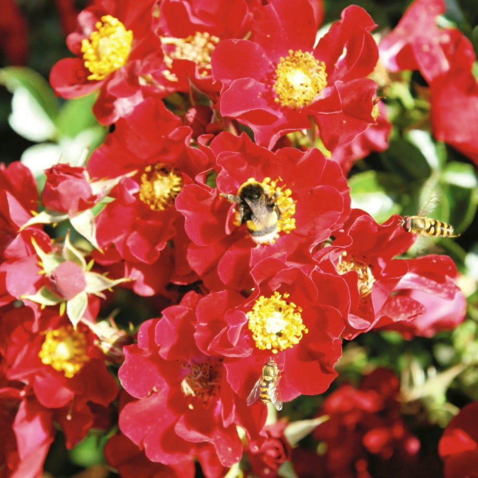 Bienenweide Rot