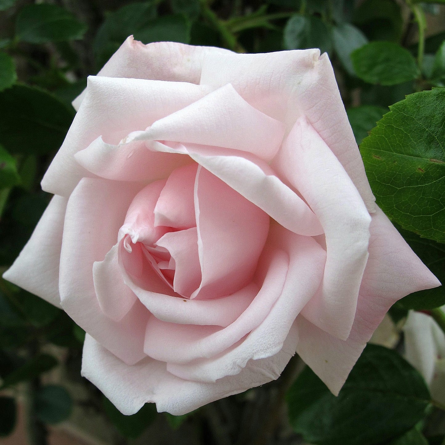 New Dawn/Everblooming Dr. W. Van Fleet