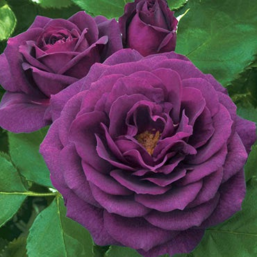 Purple Eden/Ebb Tide