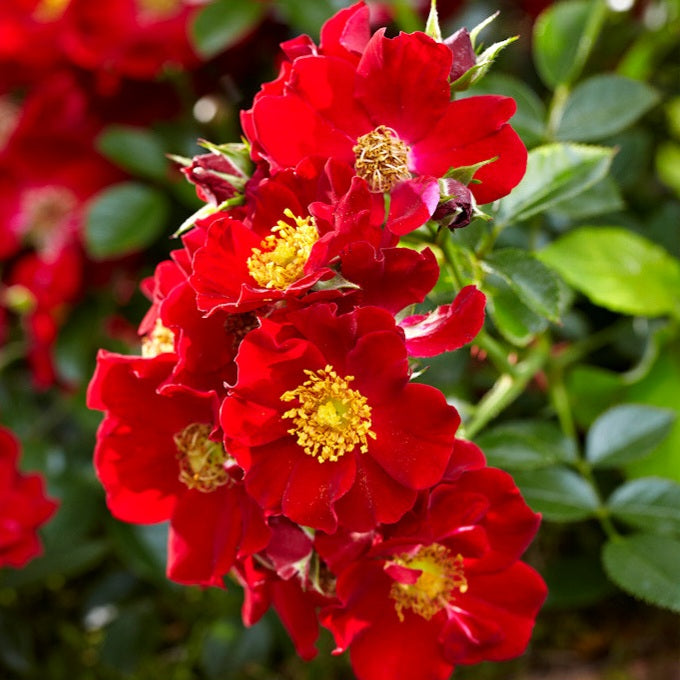 Bienenweide Rot
