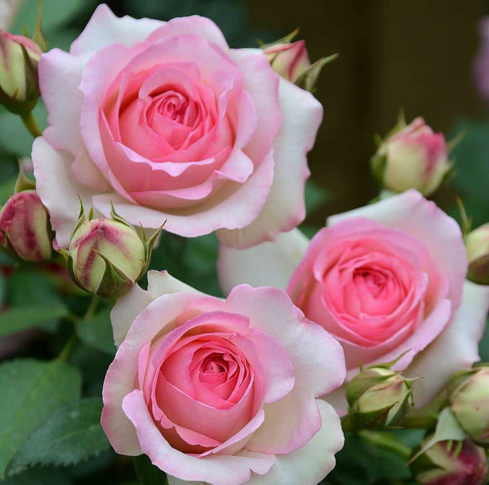 Eden Rose'85/Pierre de Ronsard