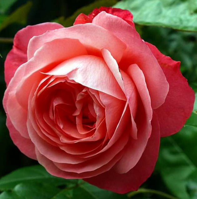 Rosanna