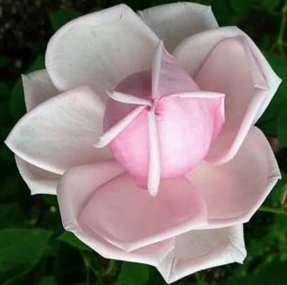 New Dawn/Everblooming Dr. W. Van Fleet