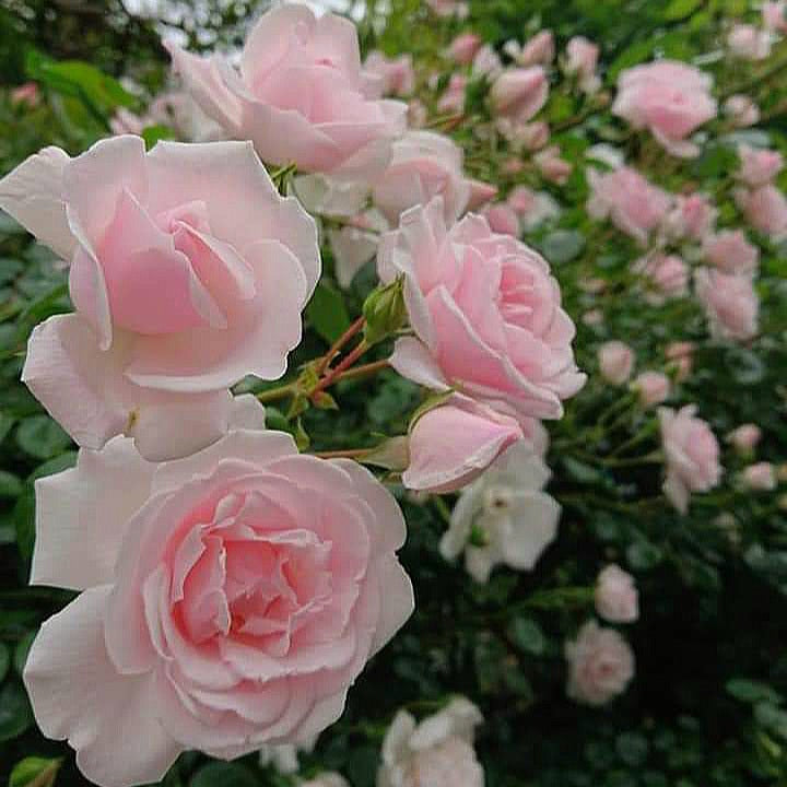 New Dawn/Everblooming Dr. W. Van Fleet