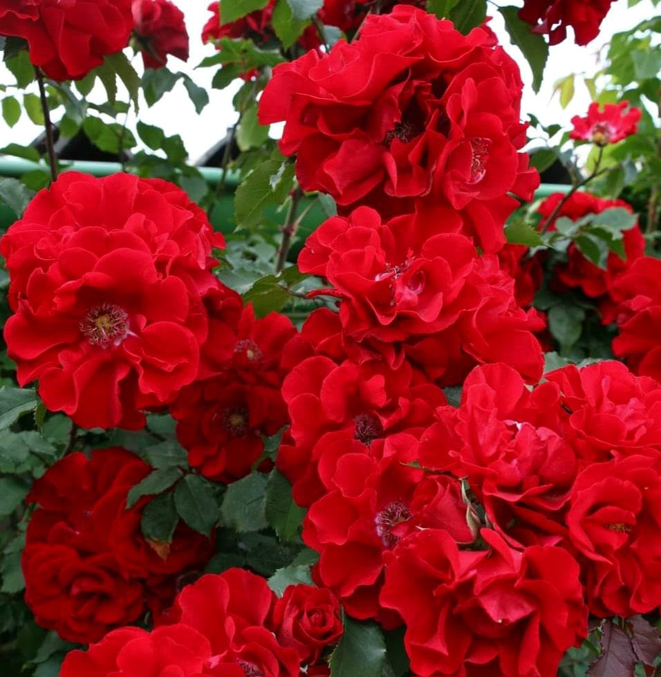 Roter Korsar