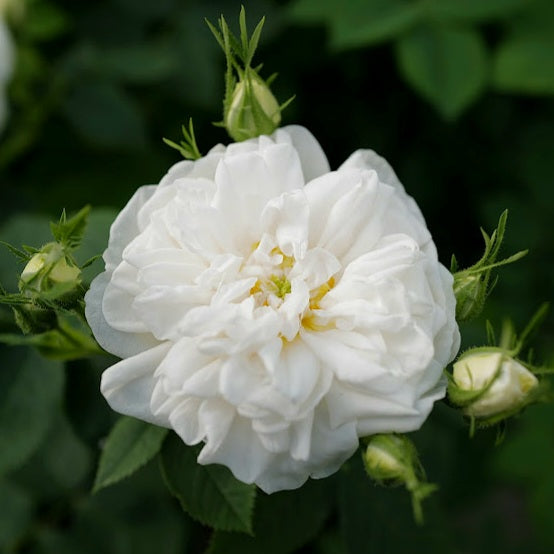 Blanche de Castille