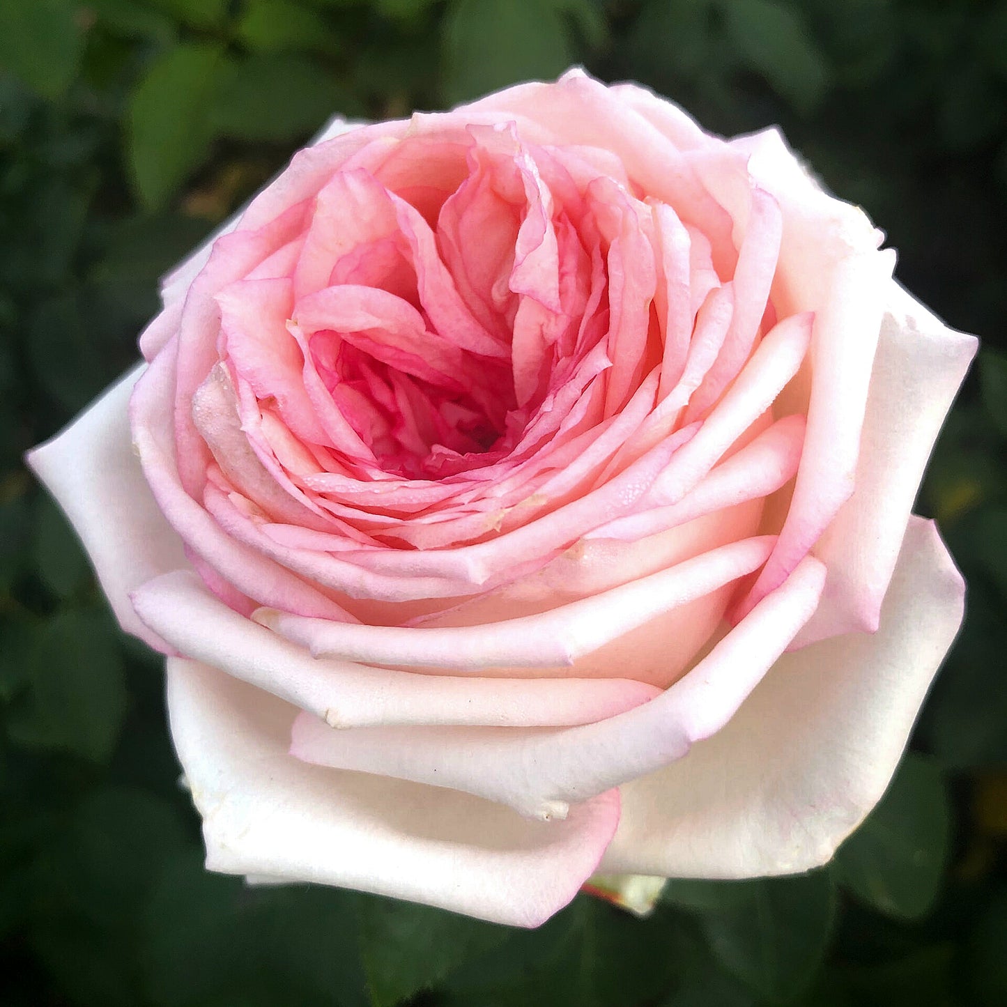 Meine Rose