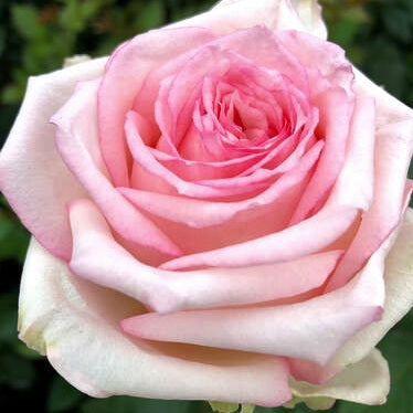 Meine Rose