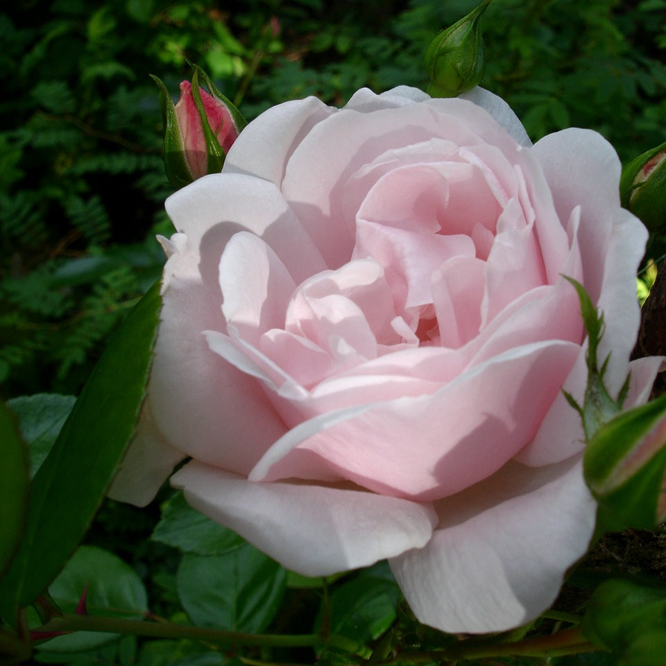New Dawn/Everblooming Dr. W. Van Fleet