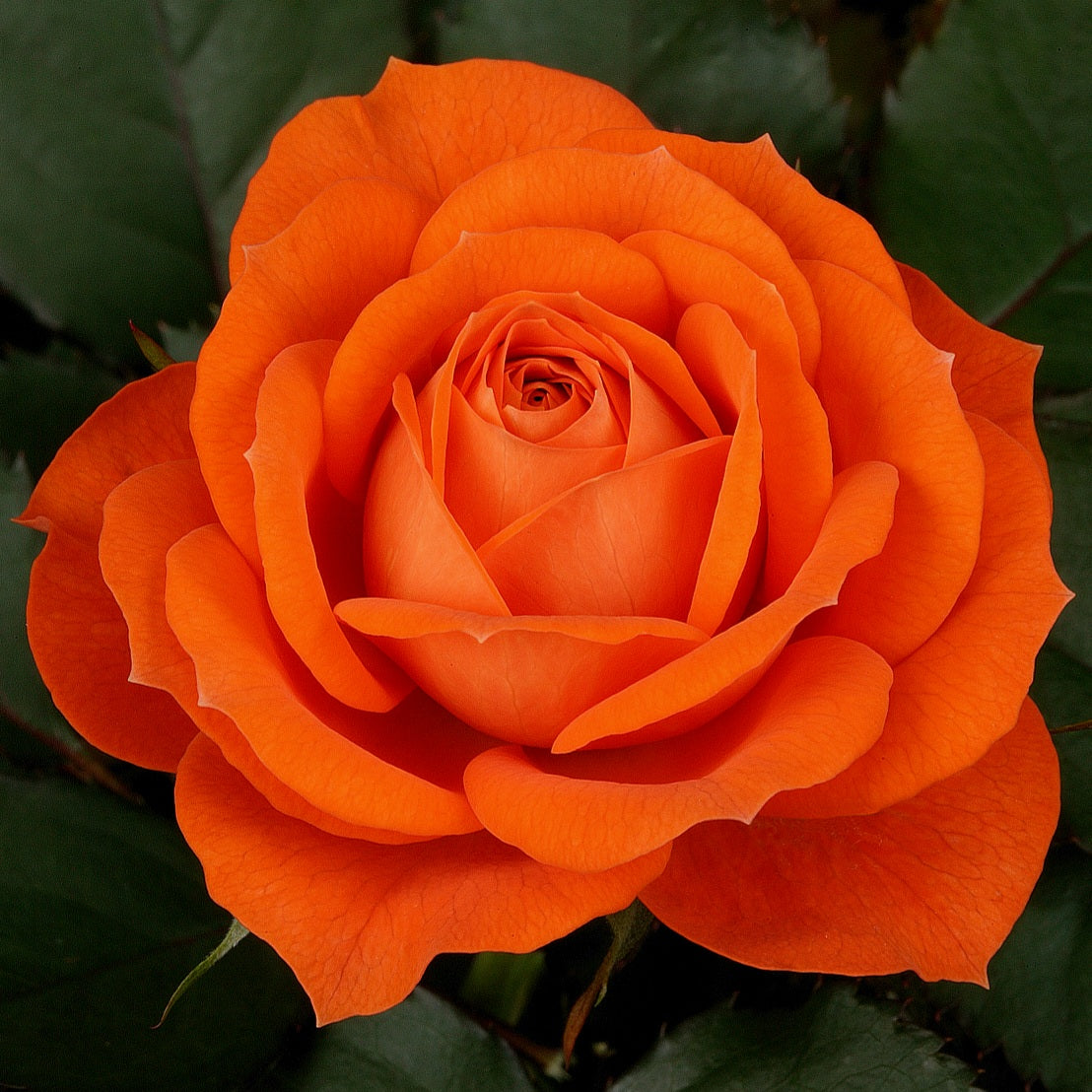 Orange Juwel