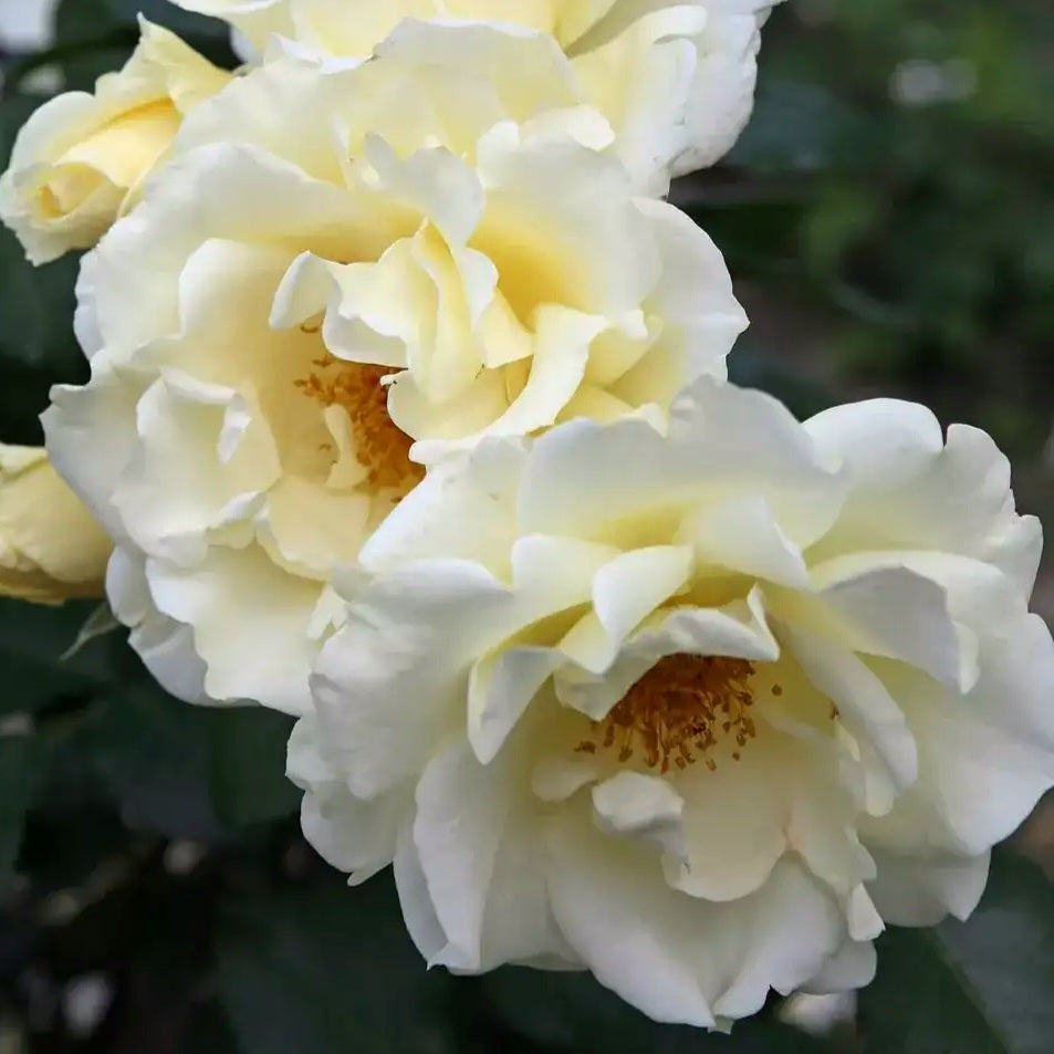 Mentor-Rose