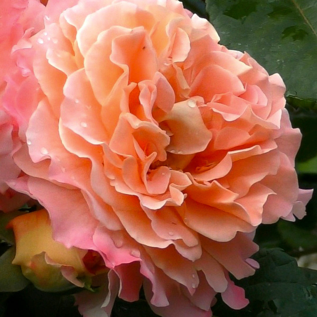 Augusta Luise