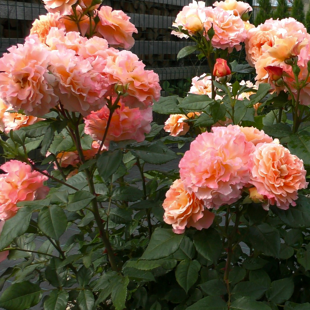 Augusta Luise