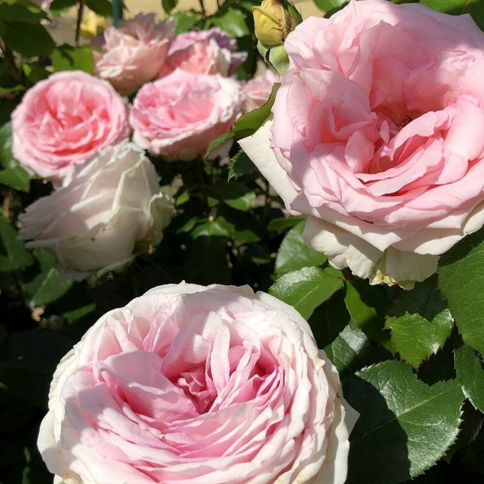 Meine Rose