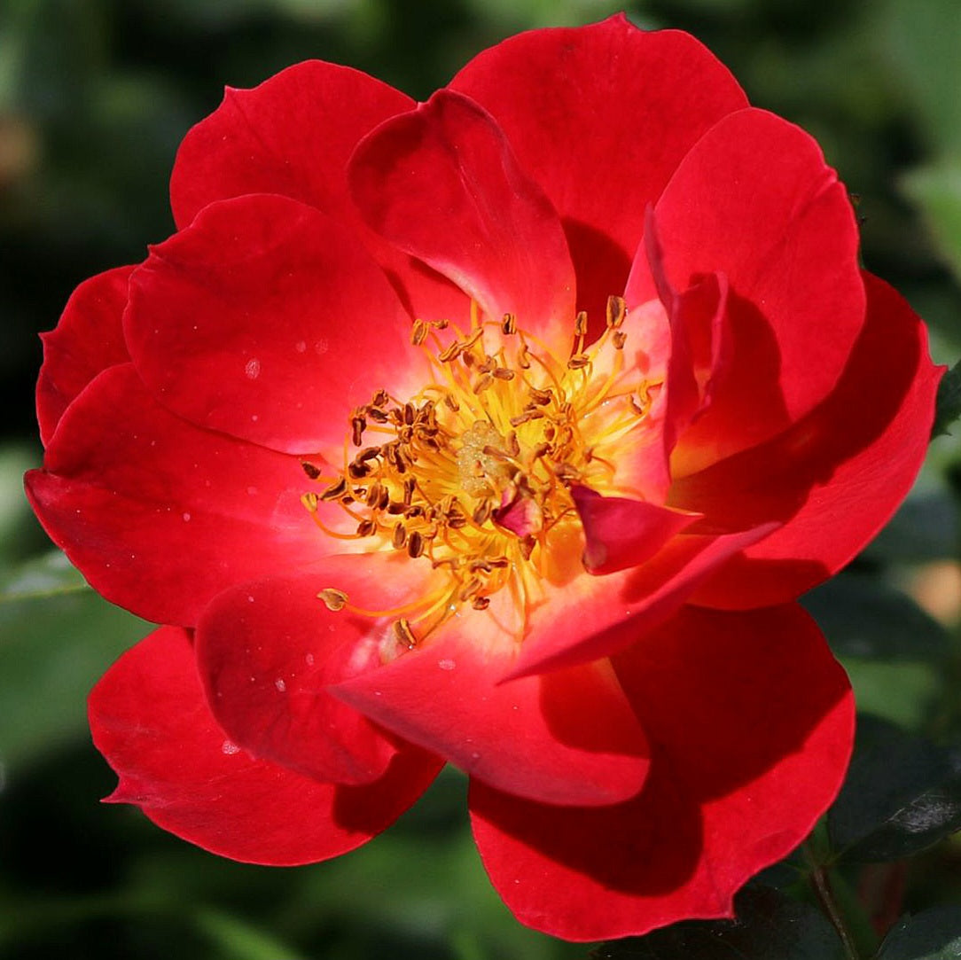 Bienenweide Rot