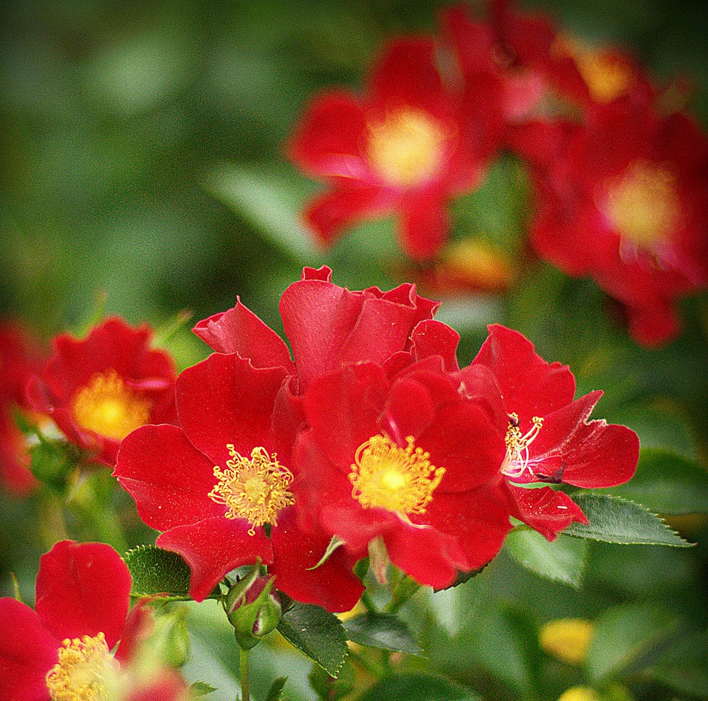 Bienenweide Rot
