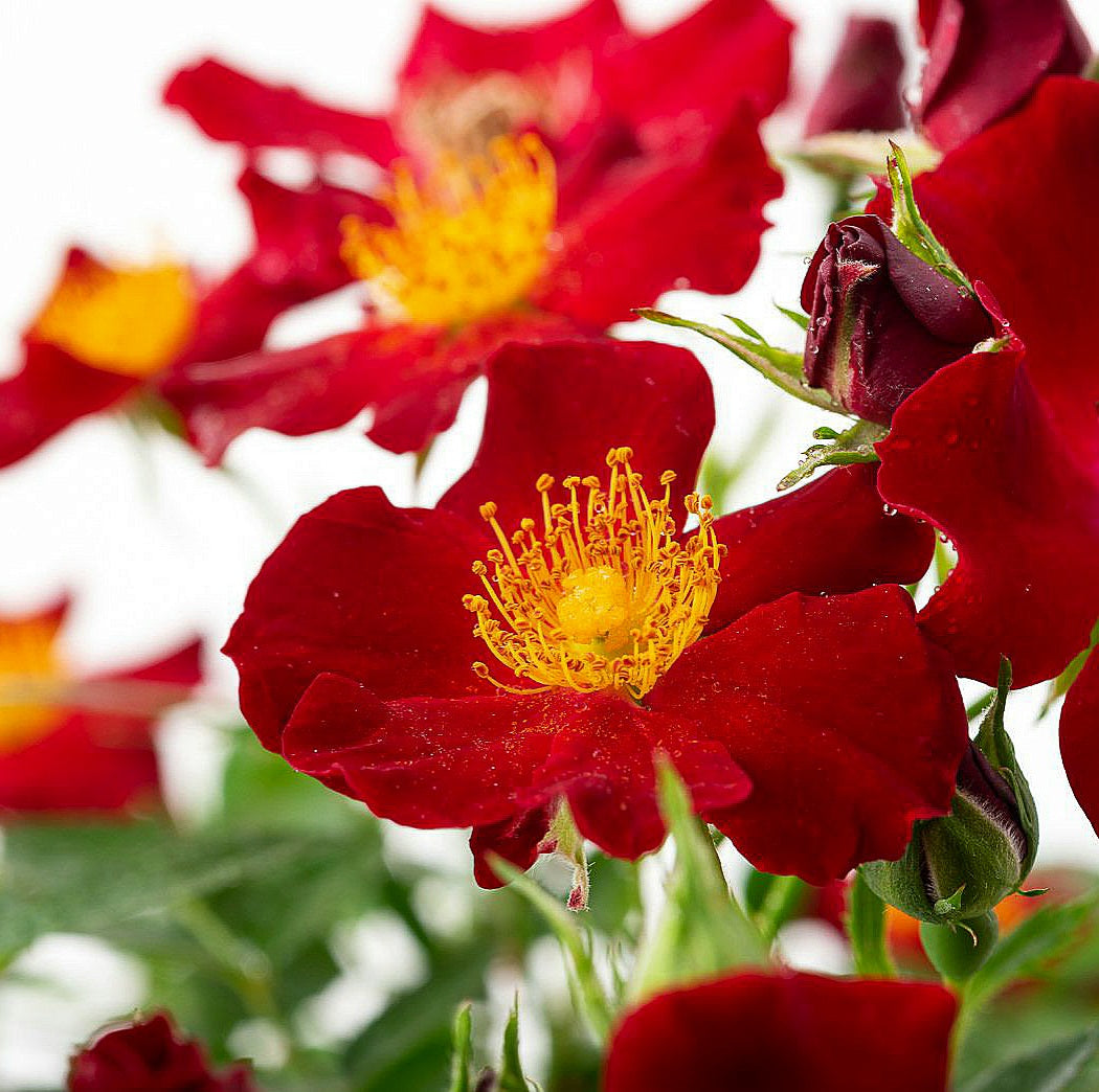 Bienenweide Rot