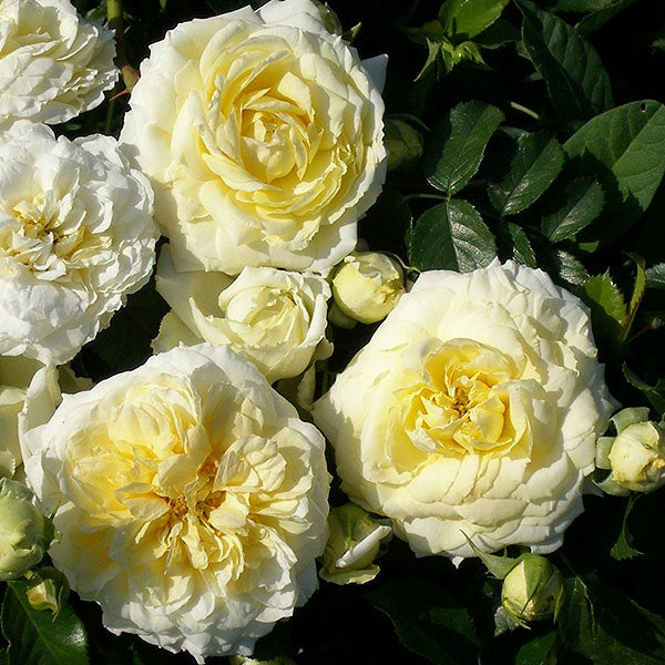Nadia Meillandecor