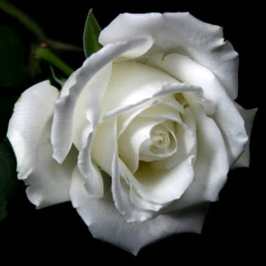 White Parfum de Provence